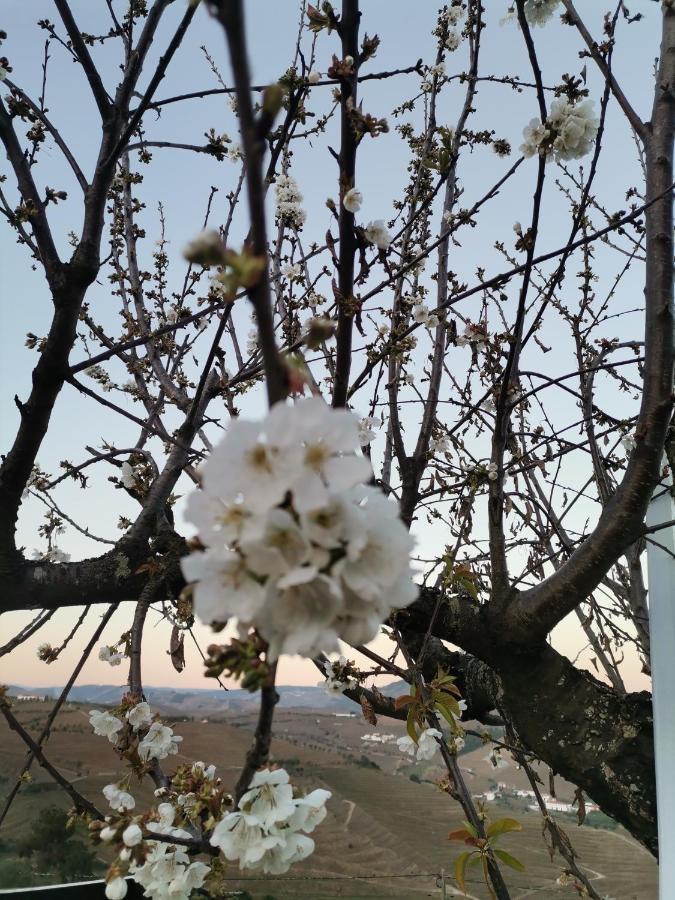 Quinta De Travassinhos- Douro Valley & Spa Са́нта-Ма́рта-де-Пенагіа́н Екстер'єр фото